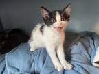 Adopt Lorenzo a Domestic Shorthair / Mixed cat in Ferndale, MI (38612269)