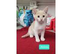 Adopt Helena a Domestic Shorthair / Mixed (short coat) cat in Richmond