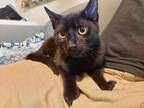 Adopt Kenny a All Black Domestic Shorthair (short coat) cat in Colmar