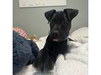 Adopt William a Black Mixed Breed (Medium) / Mixed dog in Auburn, AL (38558392)