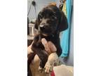 Adopt Neptune a Black Labrador Retriever / Mixed dog in Bartlesville