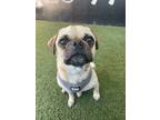Adopt Kane *Special Needs* a Pug / Mixed dog in Gardena, CA (38853942)