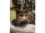 Adopt Pinky a Tortoiseshell American Shorthair / Mixed (short coat) cat in