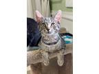 Adopt Abby (AKA Abba) - In a Foster Home a Domestic Shorthair / Mixed (short