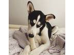 Adopt Biggie a White - with Black Husky / German Shepherd Dog / Mixed dog in