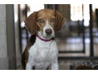 Adopt Stevie a Brown/Chocolate Beagle / Mixed dog in Colorado Springs