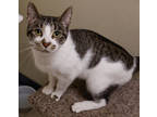 Adopt Patch a White Domestic Shorthair / Domestic Shorthair / Mixed cat in