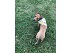 Adopt Jax a Tan/Yellow/Fawn Dachshund / American Pit Bull Terrier / Mixed dog in