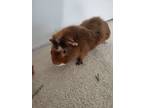 Adopt Fuzzy (fostered in Blair) a Red Guinea Pig small animal in Papillion