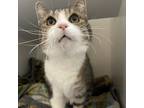 Adopt Sassy a White Domestic Shorthair / Domestic Shorthair / Mixed cat in