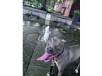 Adopt Norma a Gray/Blue/Silver/Salt & Pepper American Pit Bull Terrier / Italian