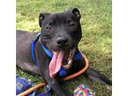 Adopt Kit a Black Mixed Breed (Medium) / Mixed dog in Fairport, NY (38726207)