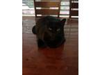 Adopt Smuts a All Black American Shorthair / Mixed cat in Pompano Beach