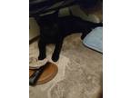 Adopt Velvet a All Black American Shorthair / Mixed (short coat) cat in