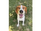 Adopt Winston a Tricolor (Tan/Brown & Black & White) Treeing Walker Coonhound /