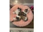 Adopt Anna and Elsa a Calico or Dilute Calico Calico / Mixed (long coat) cat in