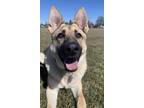 Adopt Winsten a German Shepherd Dog / Mixed dog in Columbus, OH (38564934)