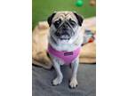 Adopt Becky G a Pug / Mixed dog in Gardena, CA (38820505)