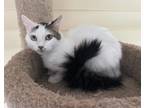 Adopt Kookie a Domestic Mediumhair / Mixed (short coat) cat in Lawrenceville
