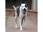 Adopt Degul a Mixed Breed (Medium) dog in Port Washington, NY (38852629)