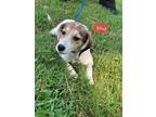 Adopt Alice a White - with Tan, Yellow or Fawn Beagle / Mixed Breed (Medium) dog