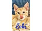 Adopt Loki 3256 a Orange or Red (Mostly) Domestic Shorthair / Mixed cat in