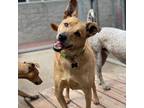 Adopt Douglas a Tan/Yellow/Fawn Mixed Breed (Large) / Mixed dog in Charleston