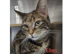 Adopt Ellen a Gray or Blue (Mostly) Domestic Mediumhair / Mixed (long coat) cat