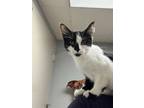 Adopt Bulat a White Domestic Shorthair / Domestic Shorthair / Mixed cat in