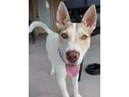 Adopt Arlo a White - with Tan, Yellow or Fawn Husky dog in Los Lunas