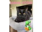 Adopt Yoshi a All Black Domestic Shorthair / Mixed (short coat) cat in