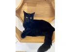 Adopt Murray (blue) a All Black Domestic Shorthair / Mixed (short coat) cat in