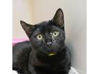 Adopt Chipette a All Black Domestic Mediumhair / Mixed cat in Morgan Hill