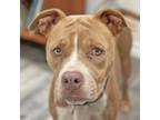 Adopt Glowie a Brown/Chocolate American Staffordshire Terrier / Mixed dog in