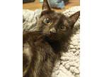 Adopt Kevin a All Black Domestic Shorthair (short coat) cat in Colmar