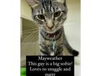 Adopt Mayweather a Domestic Shorthair / Mixed (short coat) cat in Rome