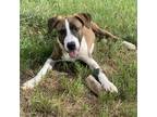 Adopt Presley a White - with Tan, Yellow or Fawn Pit Bull Terrier / Mixed dog in