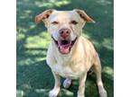 Adopt Wilma a Tan/Yellow/Fawn Labrador Retriever / Mixed dog in El Paso