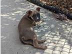 Adopt BALU a Tricolor (Tan/Brown & Black & White) American Pit Bull Terrier /