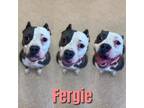 Adopt FERGIE a Gray/Silver/Salt & Pepper - with White American Pit Bull Terrier