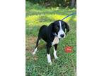 Adopt Ann a Black - with White Mixed Breed (Medium) / Mixed Breed (Medium) dog