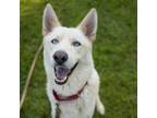 Adopt Arthur a White - with Tan, Yellow or Fawn German Shepherd Dog / Husky /