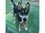 Adopt Trisha a Black German Shepherd Dog / Mixed dog in El Paso, TX (38740588)