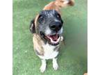 Adopt Negra a Tan/Yellow/Fawn Shepherd (Unknown Type) / Mixed dog in El Paso