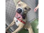 Adopt Cypress a Tan/Yellow/Fawn American Pit Bull Terrier / Mixed dog in Tempe