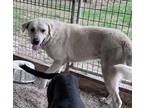 Adopt Whiley a Retriever (Unknown Type) / Mixed Breed (Medium) / Mixed dog in
