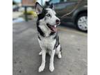 Adopt Niko a Black - with White Husky / Mixed dog in Vail, AZ (38555880)