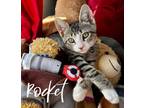 Adopt Rocket a Gray, Blue or Silver Tabby Domestic Shorthair / Mixed (short