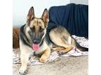 Adopt Meisha a Black - with Tan, Yellow or Fawn German Shepherd Dog / Mixed dog