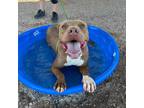Adopt Draco a Brown/Chocolate Pit Bull Terrier / Mixed dog in El Paso